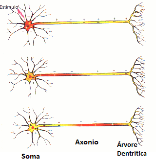 Figura 1 -Representação de um potencial de ação(vermelho) ao longo de um axônio de neurônio.