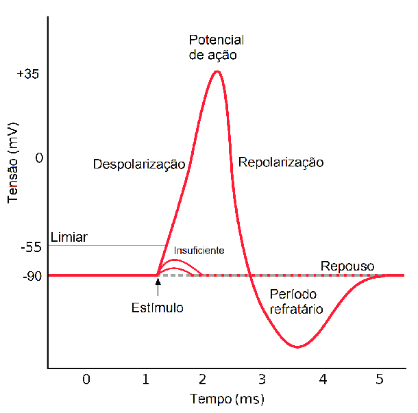 Figura 2 -Curva de um Potencial de Ação genérico ao longo de um axônio de neurônio.