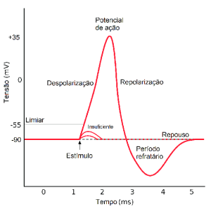 Figura 2 -Curva de um Potencial de Ação genérico ao longo de um axônio de neurônio.